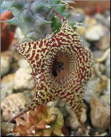 Huernia pillansii x transvalensis